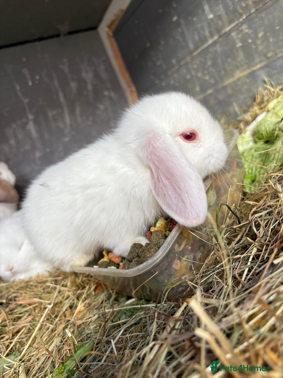 Mini Lop rabbits for sale: Mini Lops - Image 2