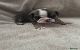 English Bulldog dogs for sale: KC Registered English Bulldog Puppies - Image 18