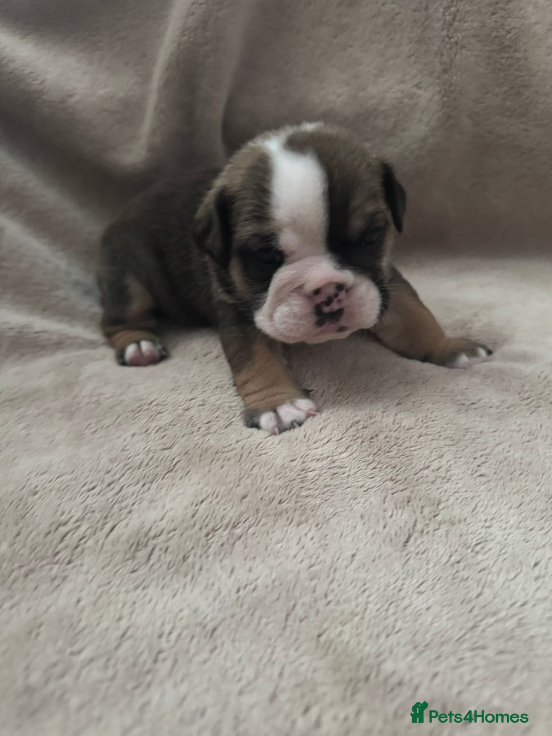 English Bulldog dogs for sale: KC Registered English Bulldog Puppies - Image 18