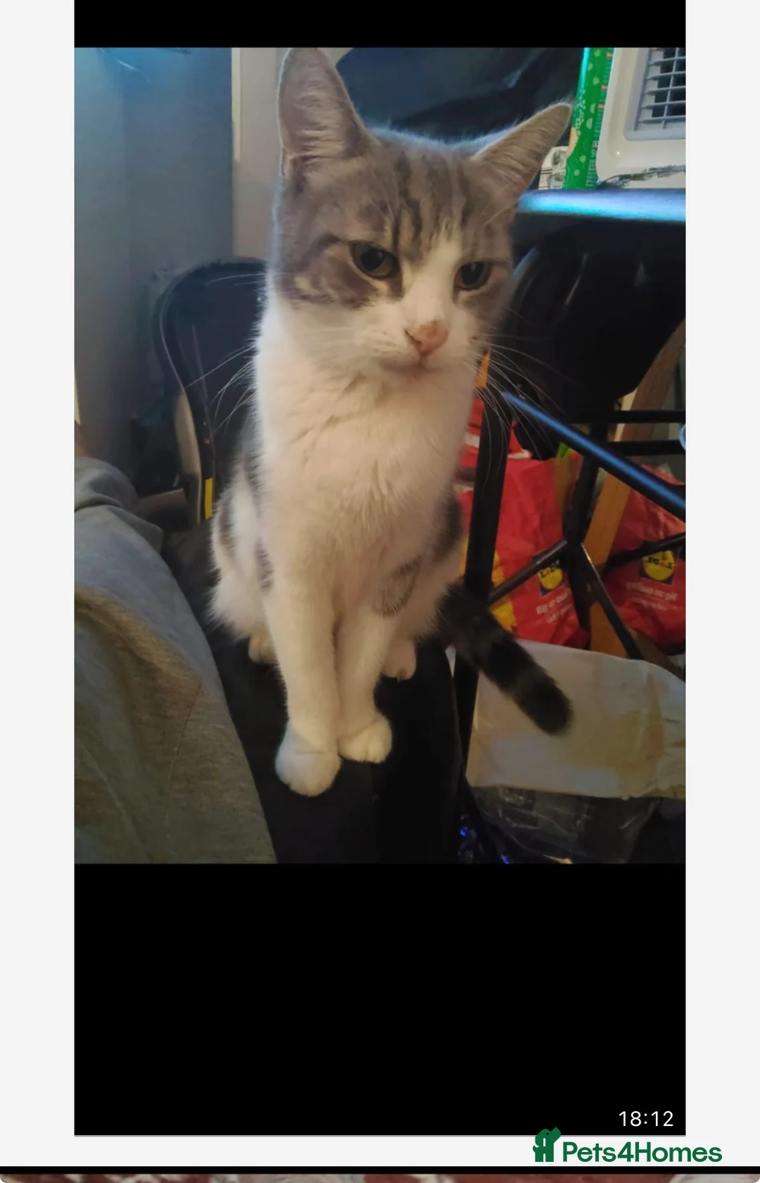 British Shorthair cats for sale: British short hair female cat  - Advert 3