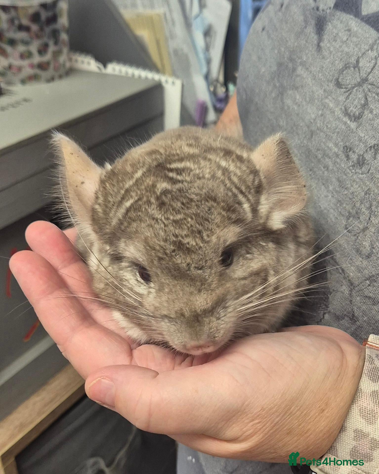 Chinchilla rodents Male chinchillas for sale - Advert 3
