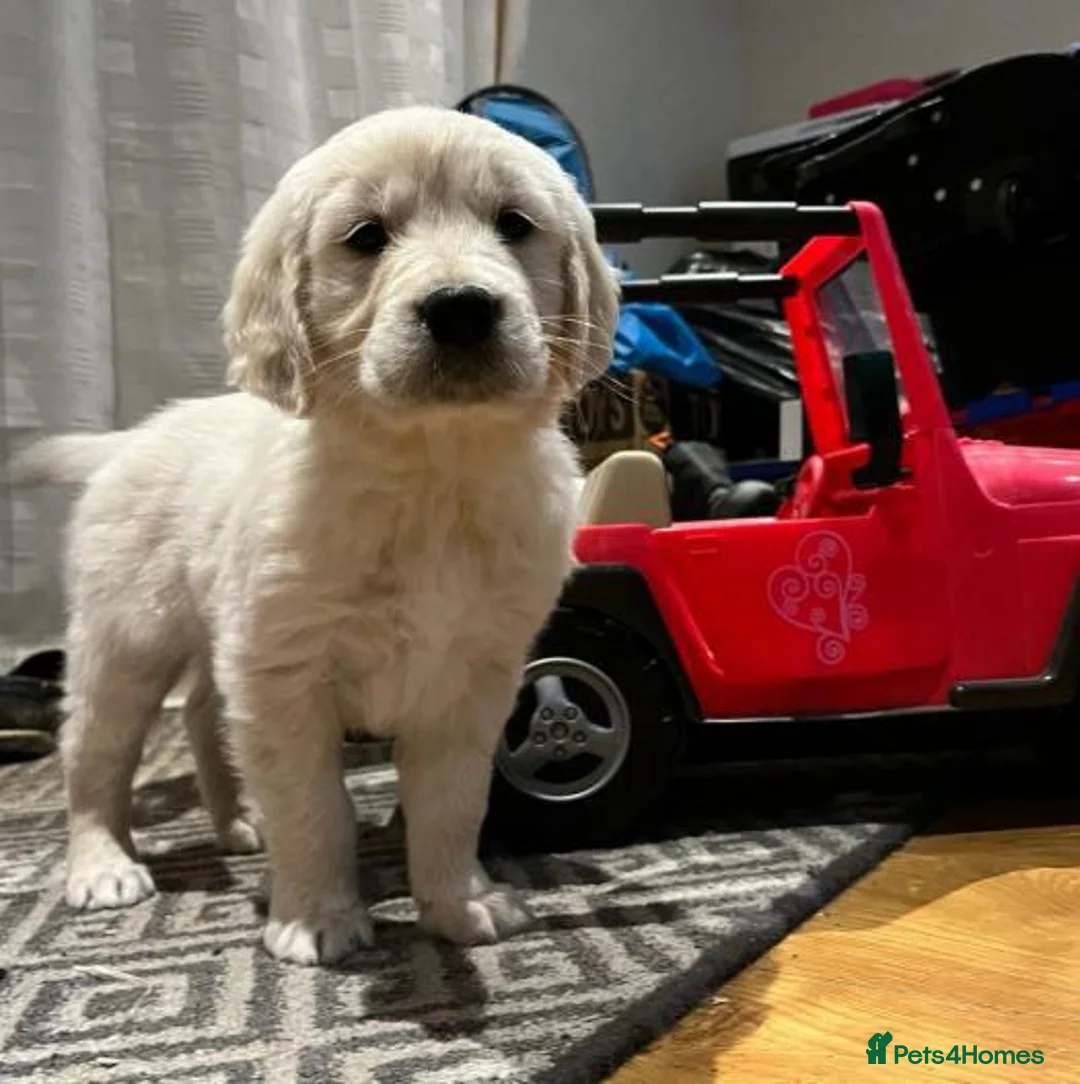 Golden Retriever dogs for sale: CHUNKY GOLDEN RETRIEVER PUPPIES £1495 - Advert 7