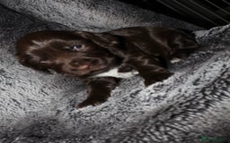 Cocker Spaniel dogs for sale: Beautiful KC reg Cocker Spaniel Pups - Image 11