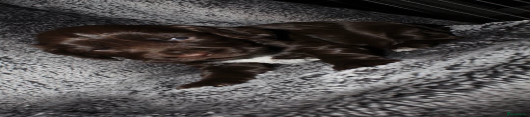 Cocker Spaniel Puppy 4
