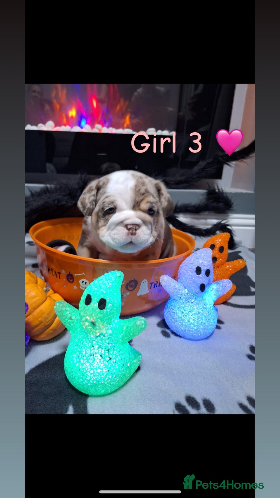 English Bulldog dogs for sale: 🐶 KC Registered English Bulldog Puppies 🐶 - Image 26