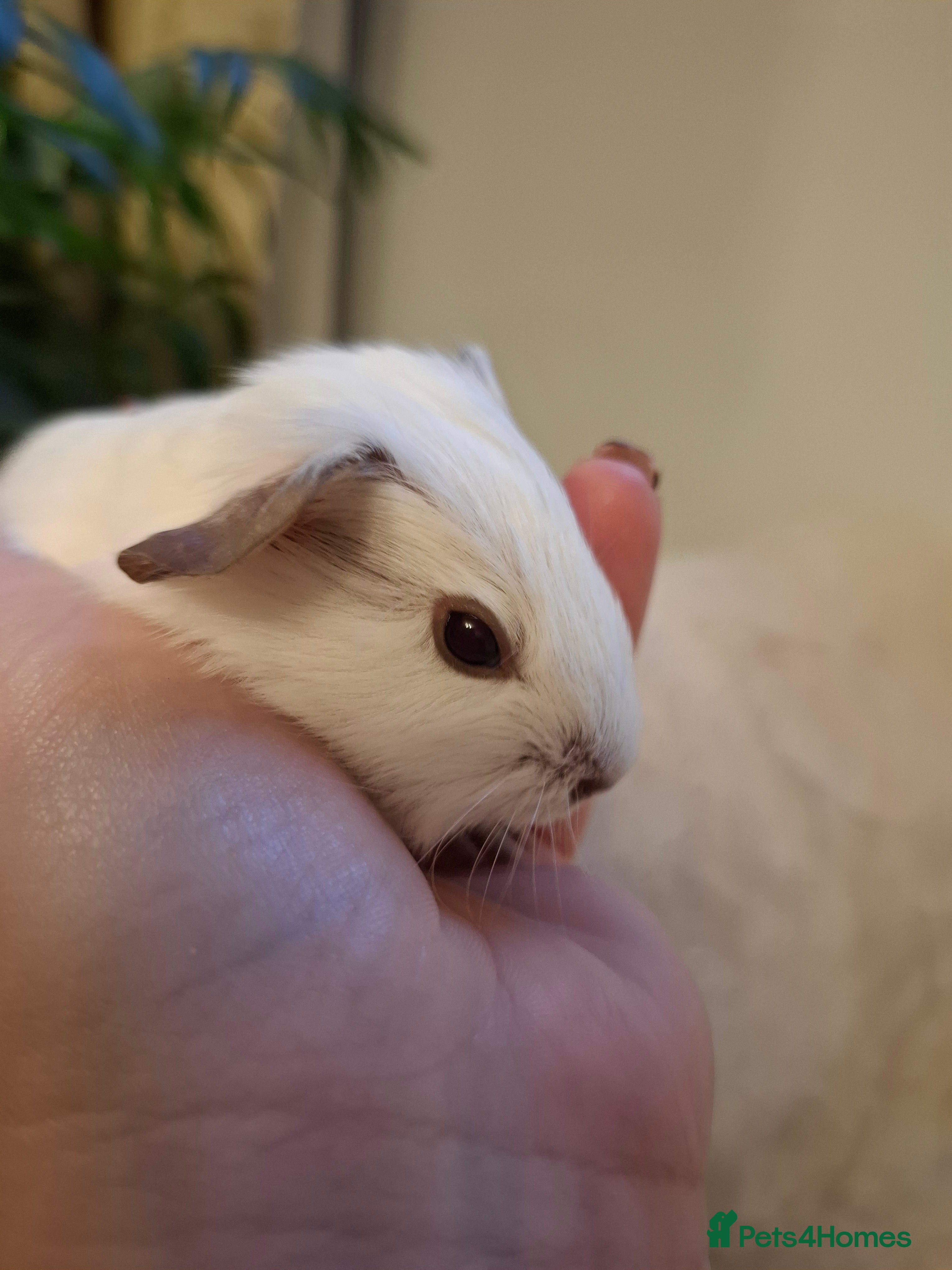 Guinea Pig rodents White Cali Baby Boars  - Advert 7