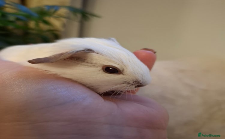 Guinea Pig rodents White Cali Baby Boars  - Advert 2