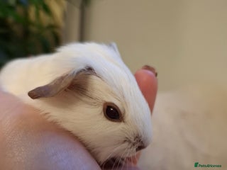 Guinea Pig rodents White Cali Baby Boars - Advert 2