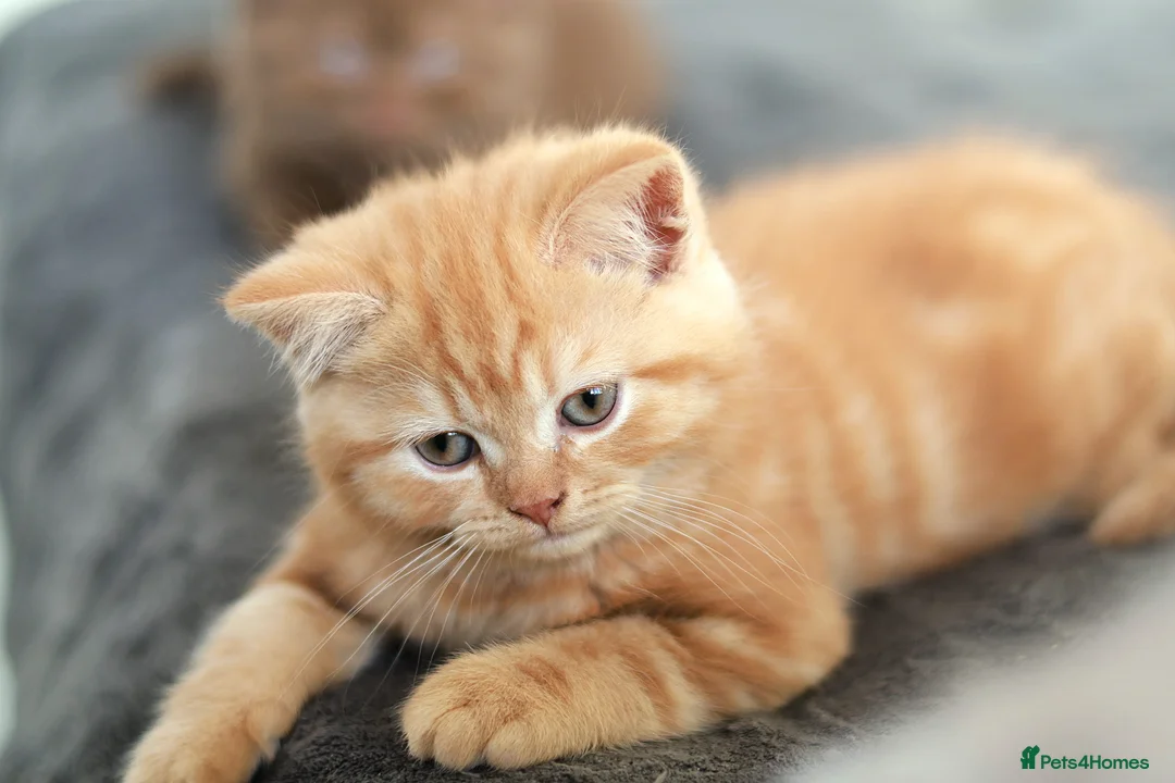 British Shorthair cats for sale: Cinnamon, Lilac & Ginger TICA Reg - Advert 19