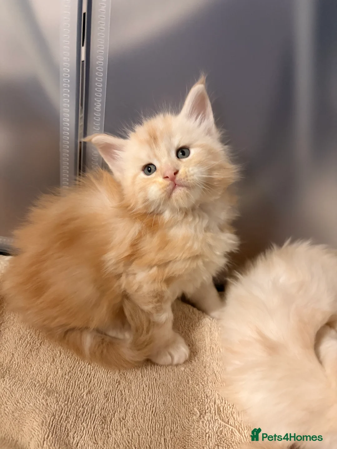 Maine Coon cats for sale: Amazing light babies great pedigree - Advert 11