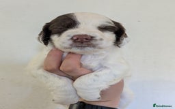 English Springer Spaniel dogs for sale: Speckled mixed colour ESS pups,TESTED PARENTS - Image 9