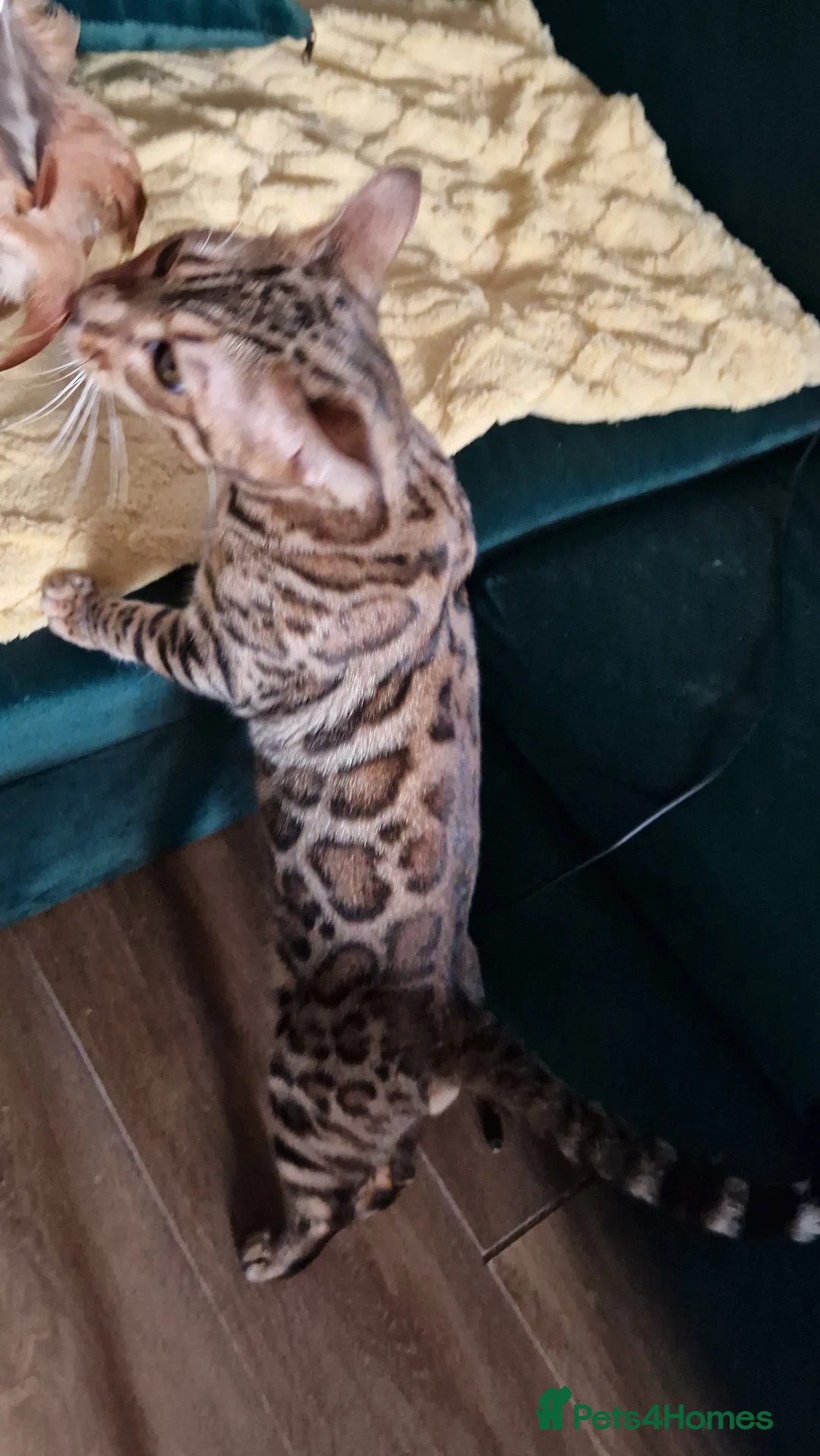 Bengal cats for sale: Active Tica registered boy😍 - Advert 17