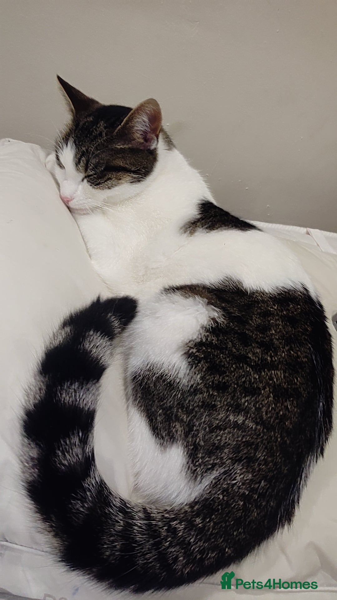 Mixed Breed cats for sale: 11 month old female tabby cat  - Advert 2