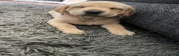 Labrador Retriever dogs for sale: Labrador puppies - Advert 4