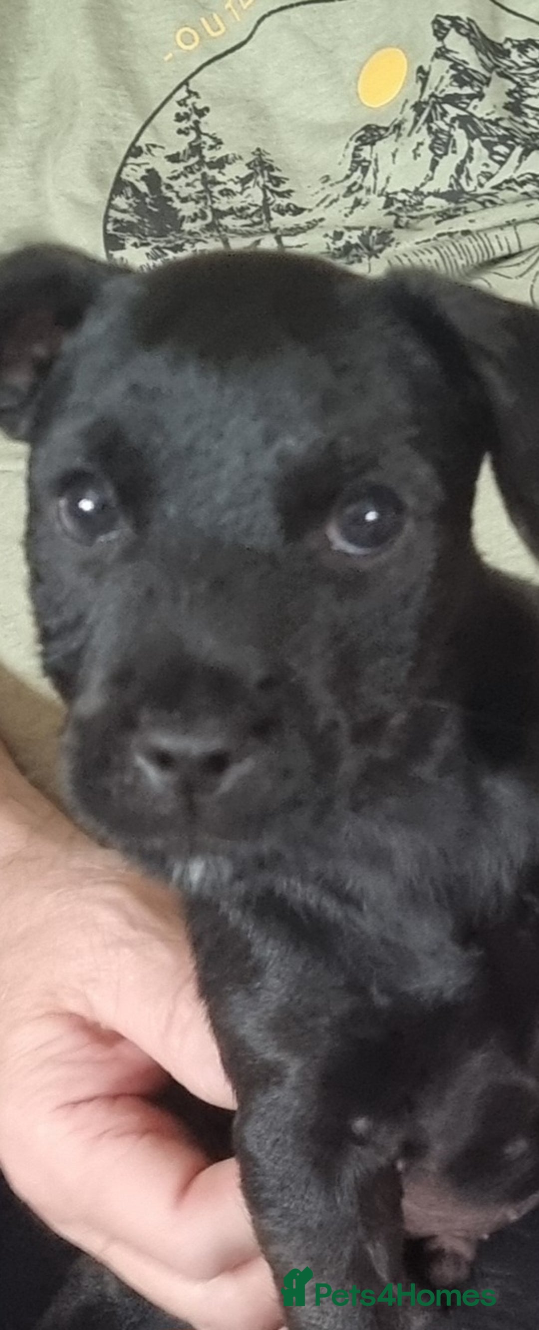 Patterdale Terrier dogs for sale: Patterdale puppy  - Image 6