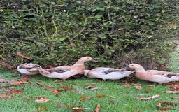 Ducks poultry for sale: Welsh Harlequin Ducks - Image 2