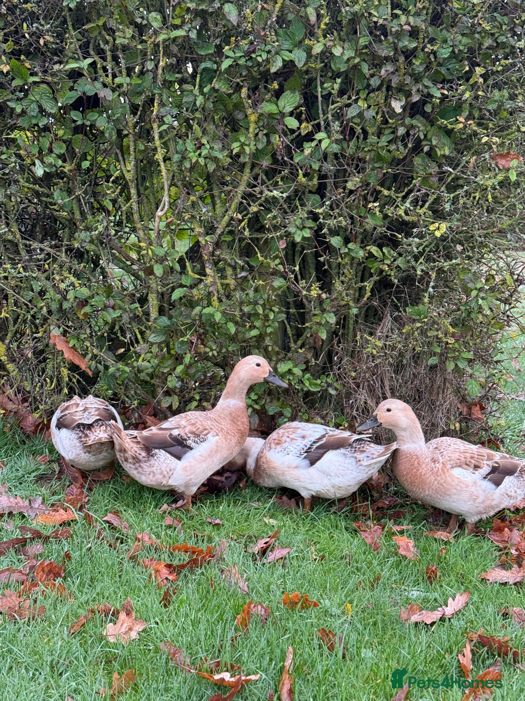 Ducks poultry for sale: Welsh Harlequin Ducks - Image 2