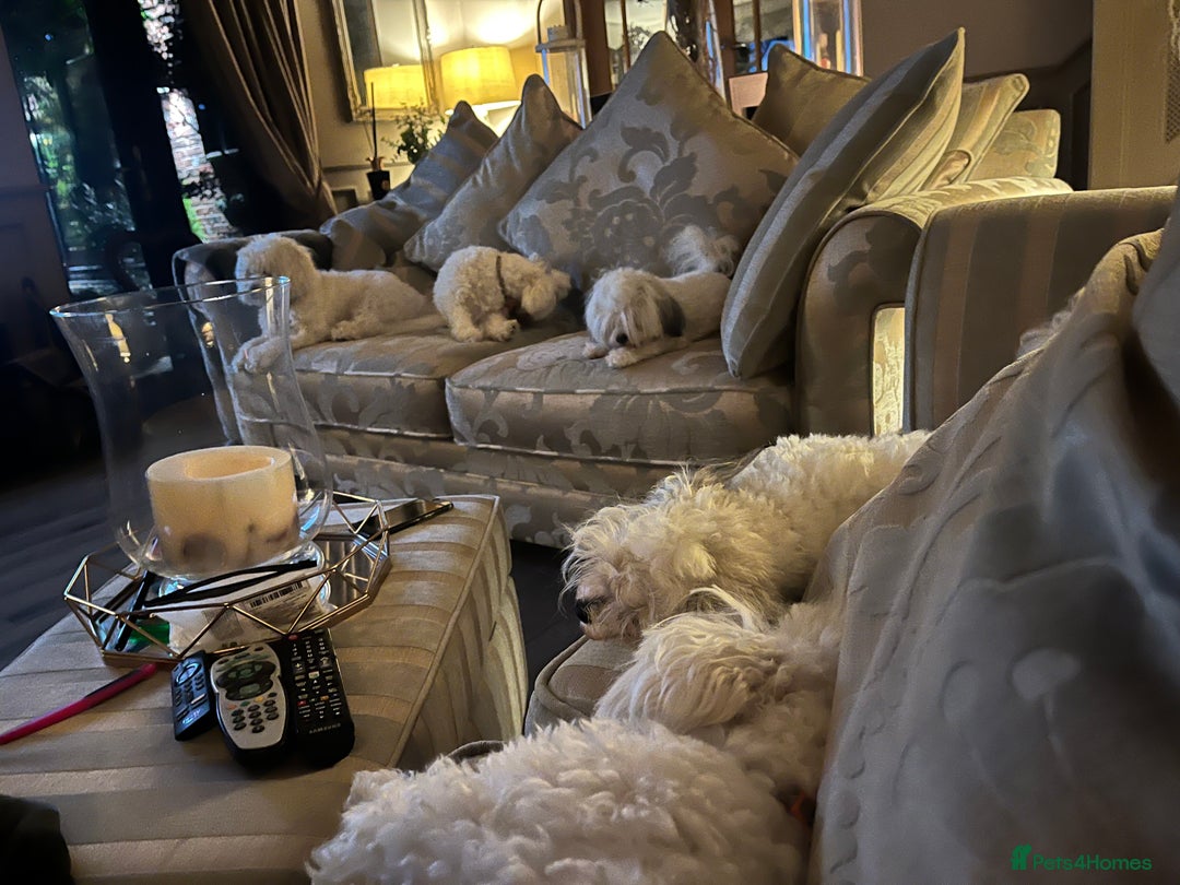 Maltese dogs for sale: Maltese puppies  - Advert 7