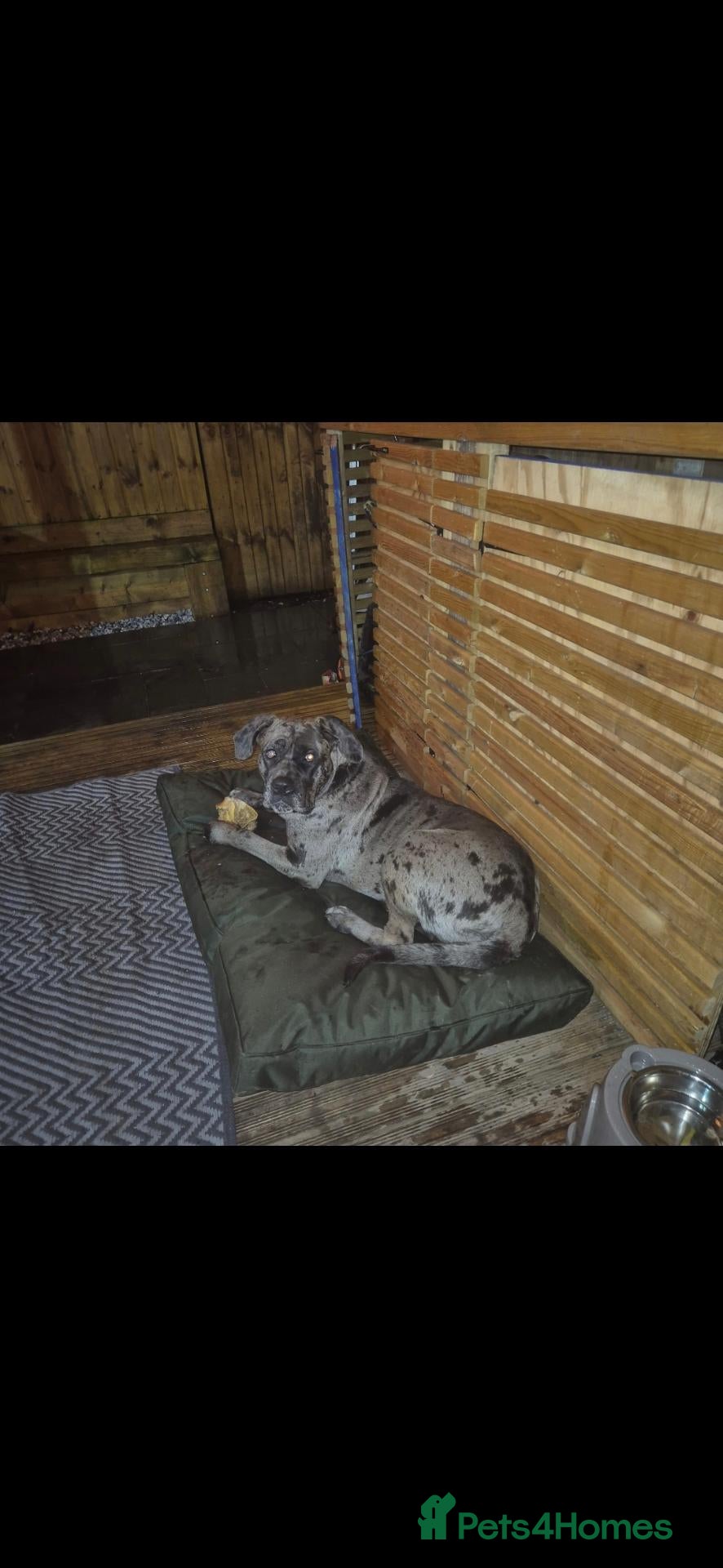 Cane Corso dogs for sale: 2 year old. Female. Cane corso - Advert 1