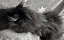 Pomeranian dogs for adoption: Naomi’s Story: A Tiny Life Saved - Image 3