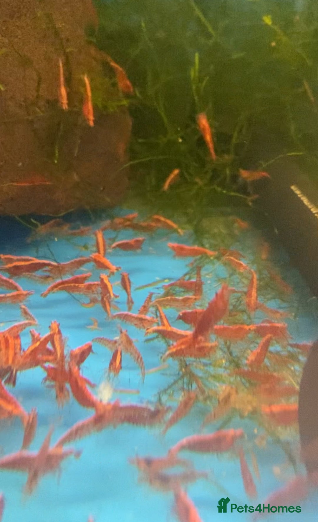 Other/Mixed Breed fish for sale: Plec’s, Angel Fish and Shrimp for sale  - Advert 5
