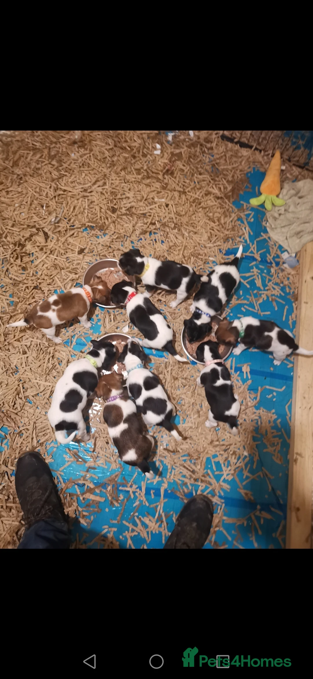 Jack Russell dogs for sale: Beautiful tricoloured jack Russell pups for sale - Advert 1