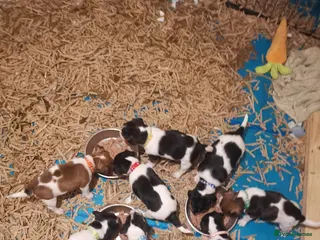 Jack Russell dogs Beautiful tricoloured jack Russell pups for sale - Advert 18