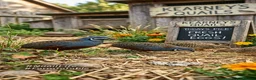 Quail poultry for sale: Button quails and fertile eggs in Manchester - Advert 6