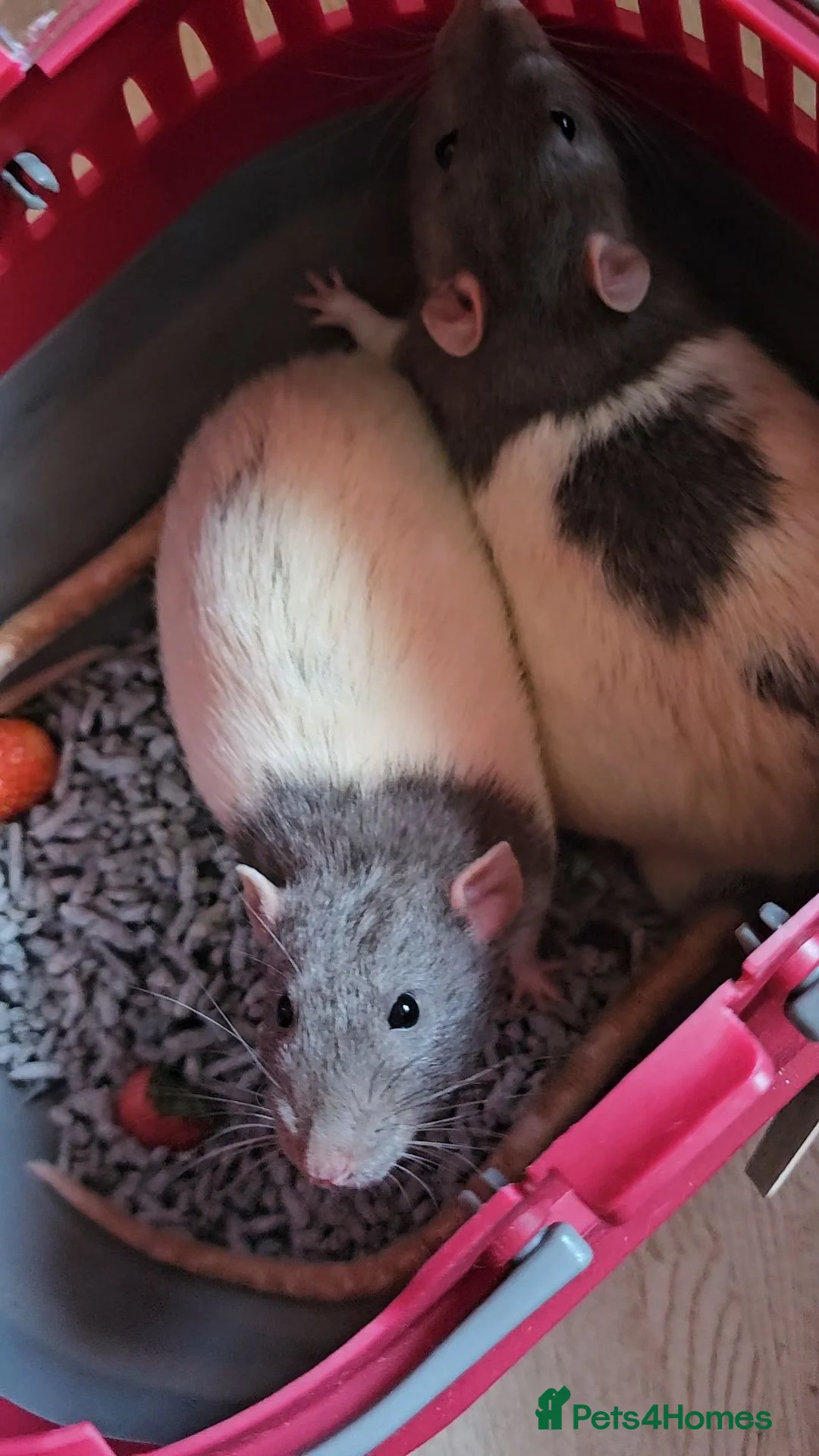 Rat rodents for sale: FTAGH ASAP 2 Elderly Male Rats - Advert 1