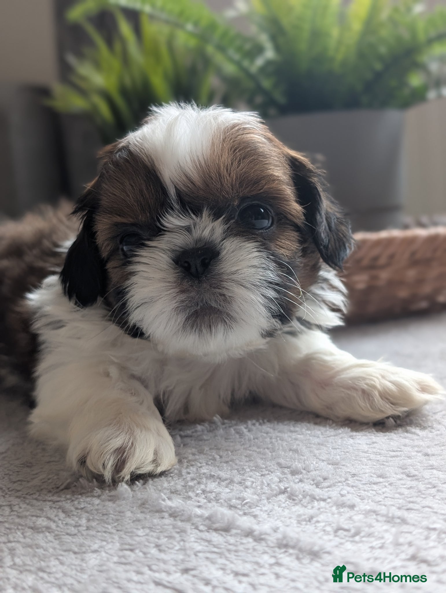 Shih Tzu dogs Beautiful Boy's From Show Lines  - Advert 3