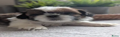 Shih Tzu Puppy 1