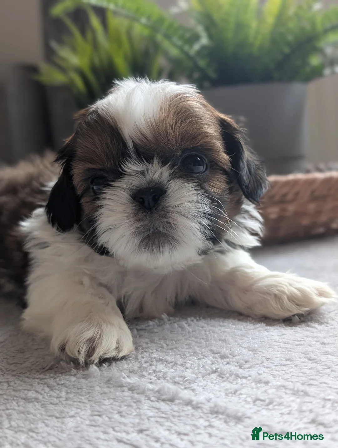 Shih Tzu dogs for sale: Beautiful Boy's From Show Lines  - Advert 1