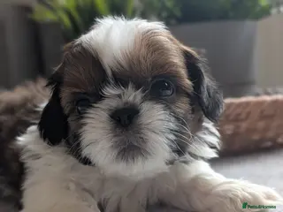 Shih Tzu dogs Beautiful Boy's From Show Lines - Advert 3