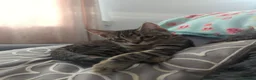 European cats for sale: Gorgeous Kittens Ready For New Home - Advert 16