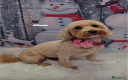 Maltipoo dogs for sale: 3 Gorgeous Maltipoo Puppies - Advert 6