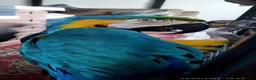 Macaws birds for sale: Macaw blue and yellow  in Thetford - Advert 3