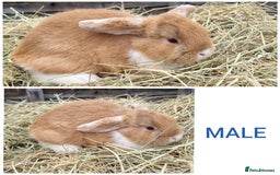 Mixed Breed rabbits for sale: Mini lop cross babies - Advert 7