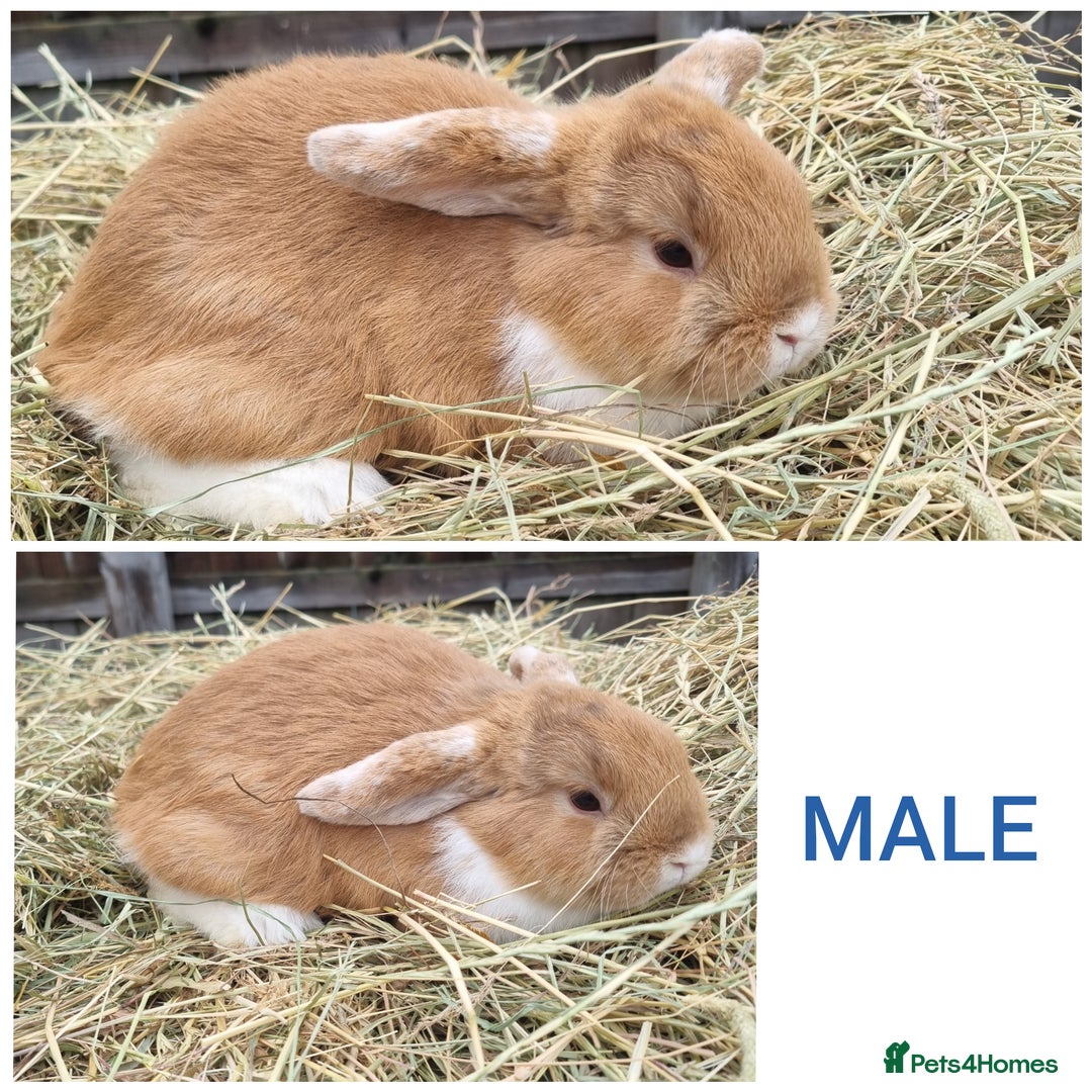 Mixed Breed rabbits for sale: Mini lop cross babies - Advert 7
