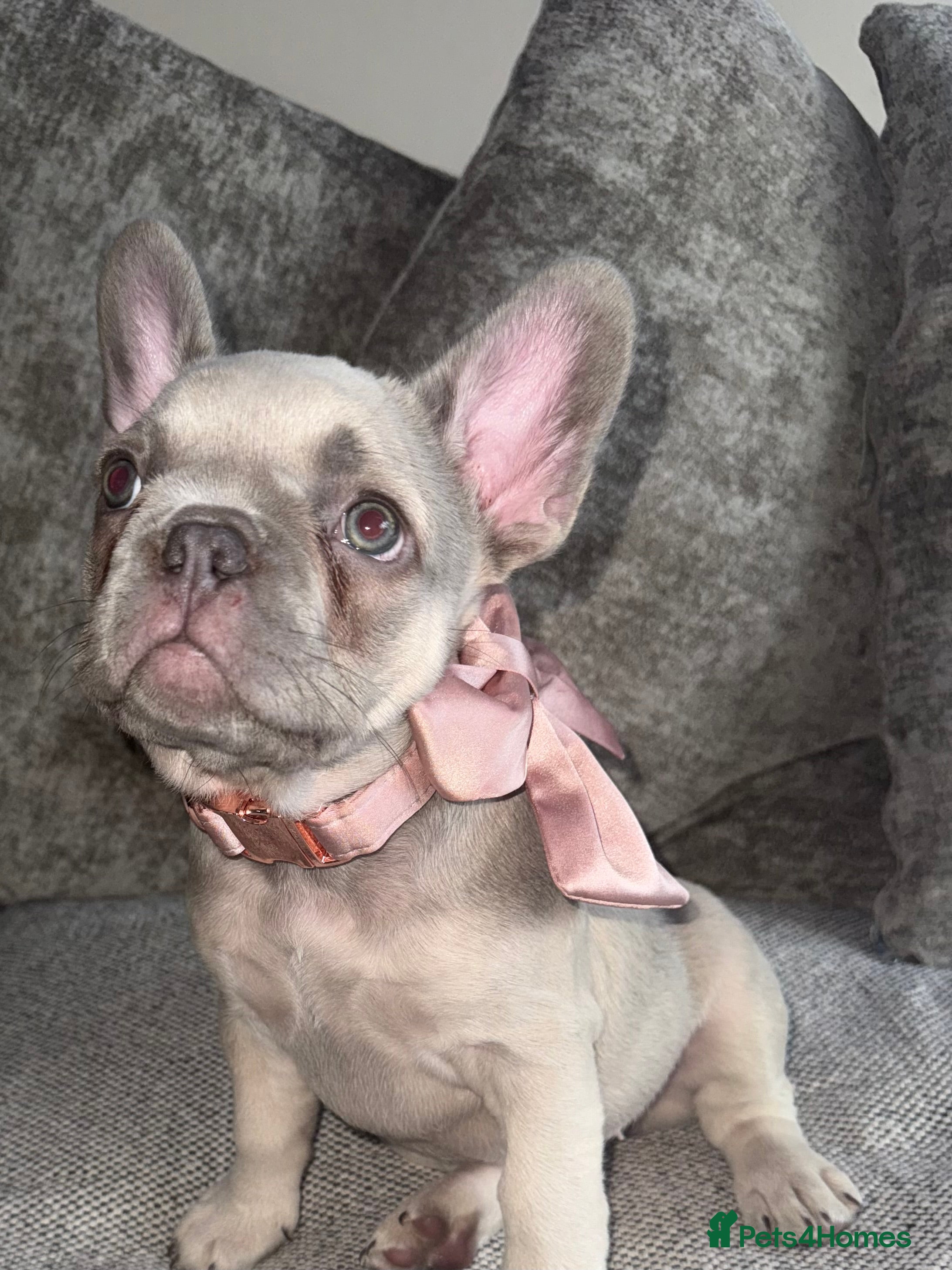 French Bulldog dogs One little French Bulldog Female Left - Advert 18