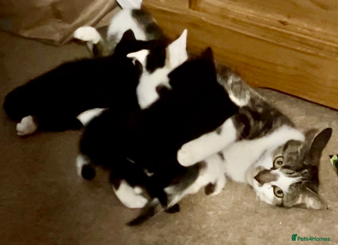 British Shorthair cats Rescue Kittnes - Advert 1