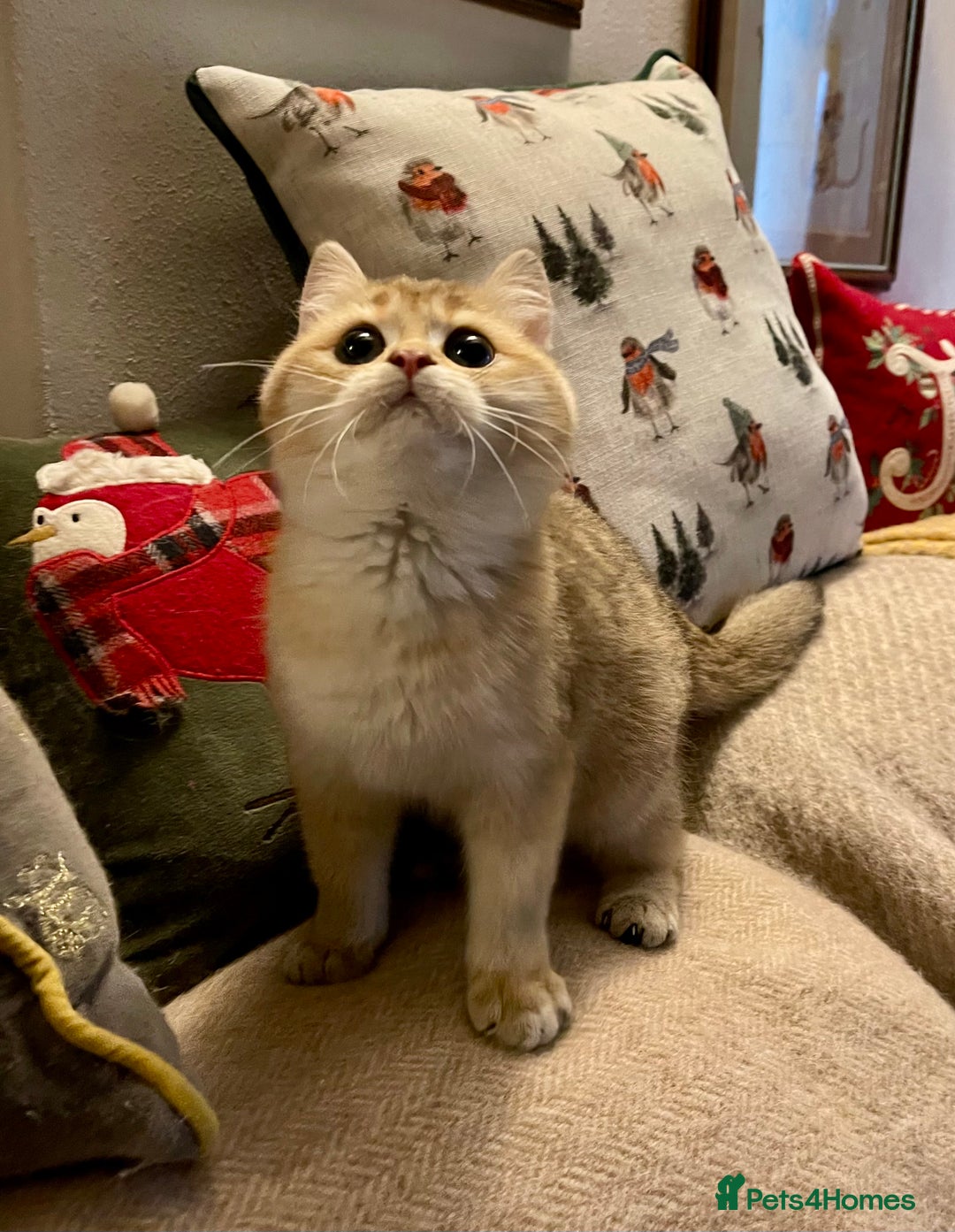 British Shorthair cats for sale: Ready Today Golden Female Kitten  - Advert 2