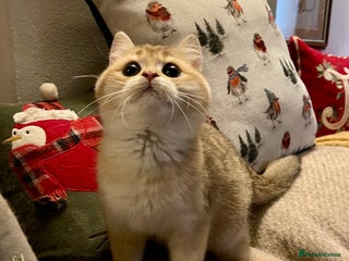British Shorthair cats Ready This Weekend Golden Female Kitten - Advert 18