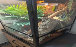 Gecko reptiles for sale: Giant Day Gecko & Set Up Available - Image 9