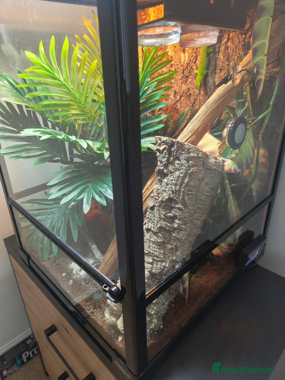 Gecko reptiles for sale: Giant Day Gecko & Set Up Available - Image 9
