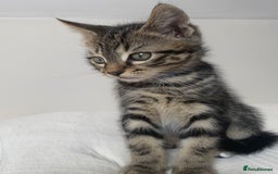 Mixed Breed cats for sale: BEAUTIFUL TABBY MALE FOR SALE  - Image 2