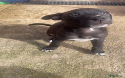 Mixed Breed dogs for sale: Staffy x lurcher pups - Image 5