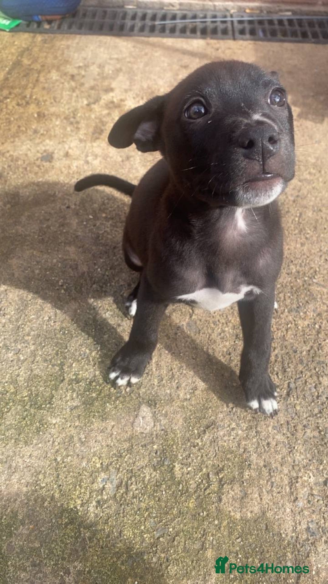 Mixed Breed dogs for sale: Staffy x lurcher pups - Image 5