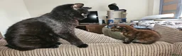 Domestic Shorthair cats for adoption: Rescue Kitten Looking for a Forever Home - Advert 3