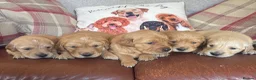 Golden Retriever dogs for sale: Beautiful KC Reg Golden Retriever puppies!!  - Advert 12