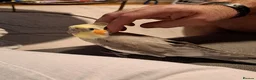 Cockatiels birds for sale: Two funny cuddle loving male cockatiels in Braintree - Advert 4